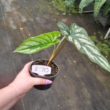 Load image into Gallery viewer, #i70 Philodendron Mamei