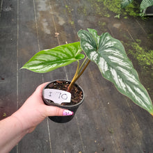 Load image into Gallery viewer, #i70 Philodendron Mamei