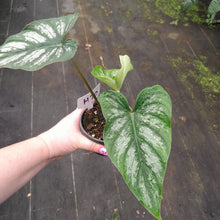 Load image into Gallery viewer, #i70 Philodendron Mamei