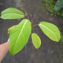 Load image into Gallery viewer, #i3 Philodendron Geniculatum