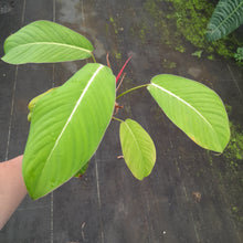 Load image into Gallery viewer, #i3 Philodendron Geniculatum