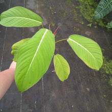 Load image into Gallery viewer, #i3 Philodendron Geniculatum