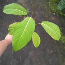Load image into Gallery viewer, #i3 Philodendron Geniculatum