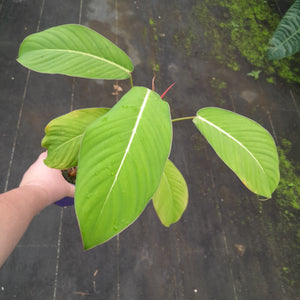 #i3 Philodendron Geniculatum