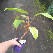 Load image into Gallery viewer, #i3 Philodendron Geniculatum