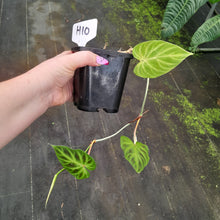 Load image into Gallery viewer, #H10 Philodendron Verrucosum