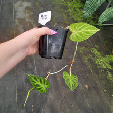 Load image into Gallery viewer, #H10 Philodendron Verrucosum