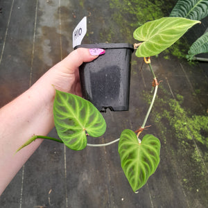 #H10 Philodendron Verrucosum