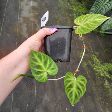 #H10 Philodendron Verrucosum