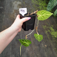 Load image into Gallery viewer, #H10 Philodendron Verrucosum