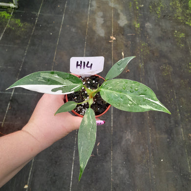 #H14 Philodendron White Princess