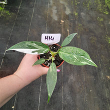 Load image into Gallery viewer, #H14 Philodendron White Princess
