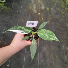 Load image into Gallery viewer, #H14 Philodendron White Princess
