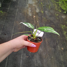 Load image into Gallery viewer, #H14 Philodendron White Princess