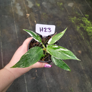#H23 Philodendron White Princess