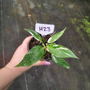 #H23 Philodendron White Princess