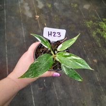 Load image into Gallery viewer, #H23 Philodendron White Princess