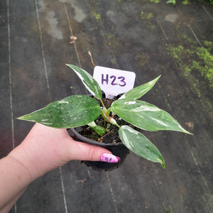 #H23 Philodendron White Princess