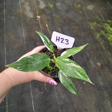Load image into Gallery viewer, #H23 Philodendron White Princess