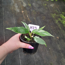 Load image into Gallery viewer, #H23 Philodendron White Princess