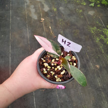 Load image into Gallery viewer, #H2 Philodendron Pink Princess