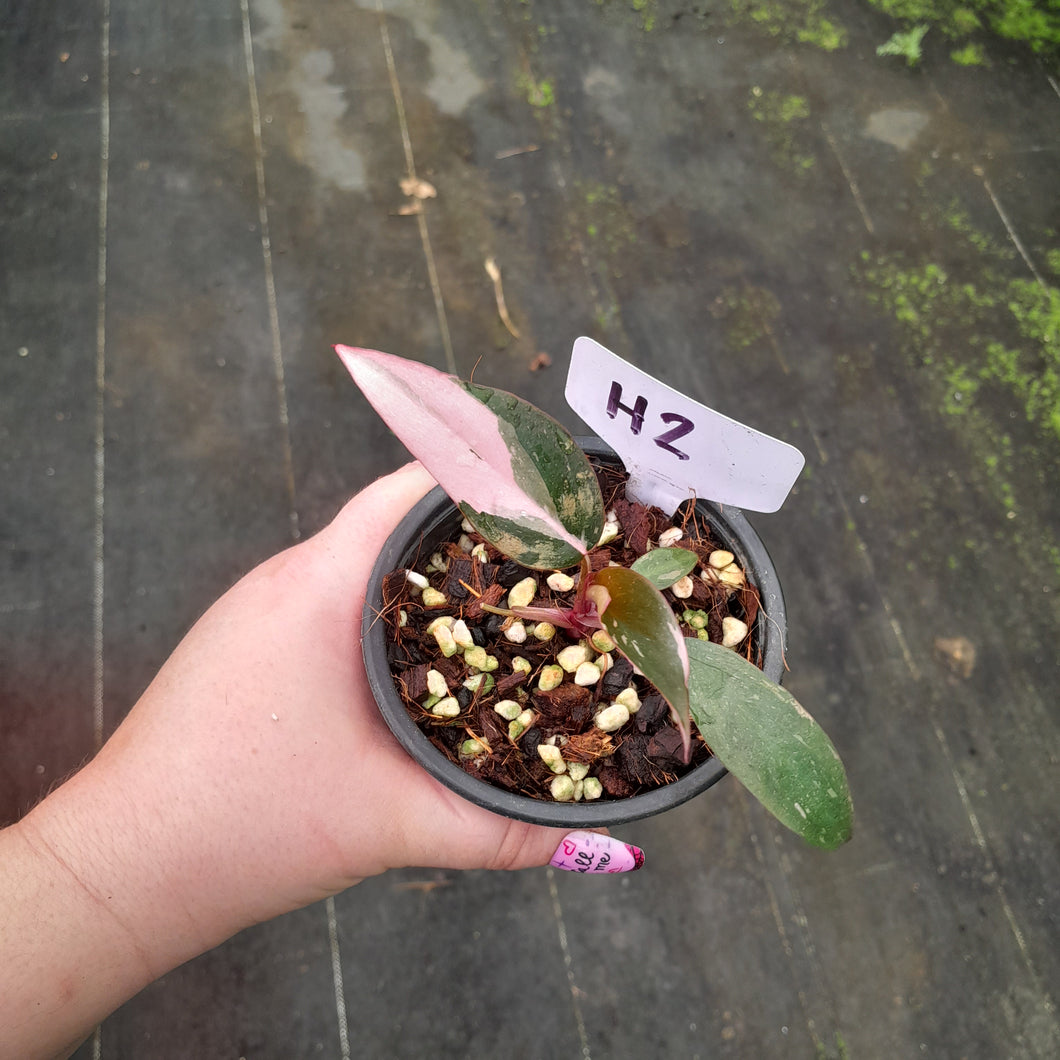 #H2 Philodendron Pink Princess