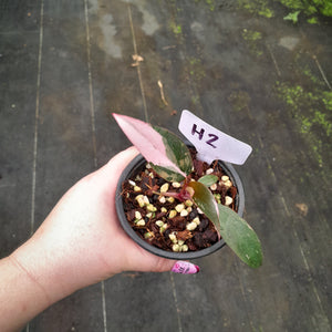 #H2 Philodendron Pink Princess