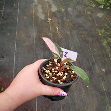 Load image into Gallery viewer, #H2 Philodendron Pink Princess