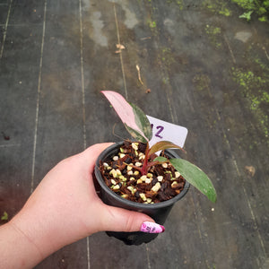 #H2 Philodendron Pink Princess