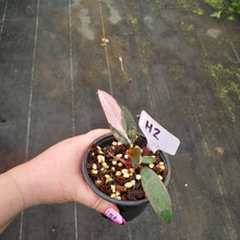 Load image into Gallery viewer, #H2 Philodendron Pink Princess