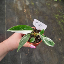 Load image into Gallery viewer, #i19 Philodendron White Princess