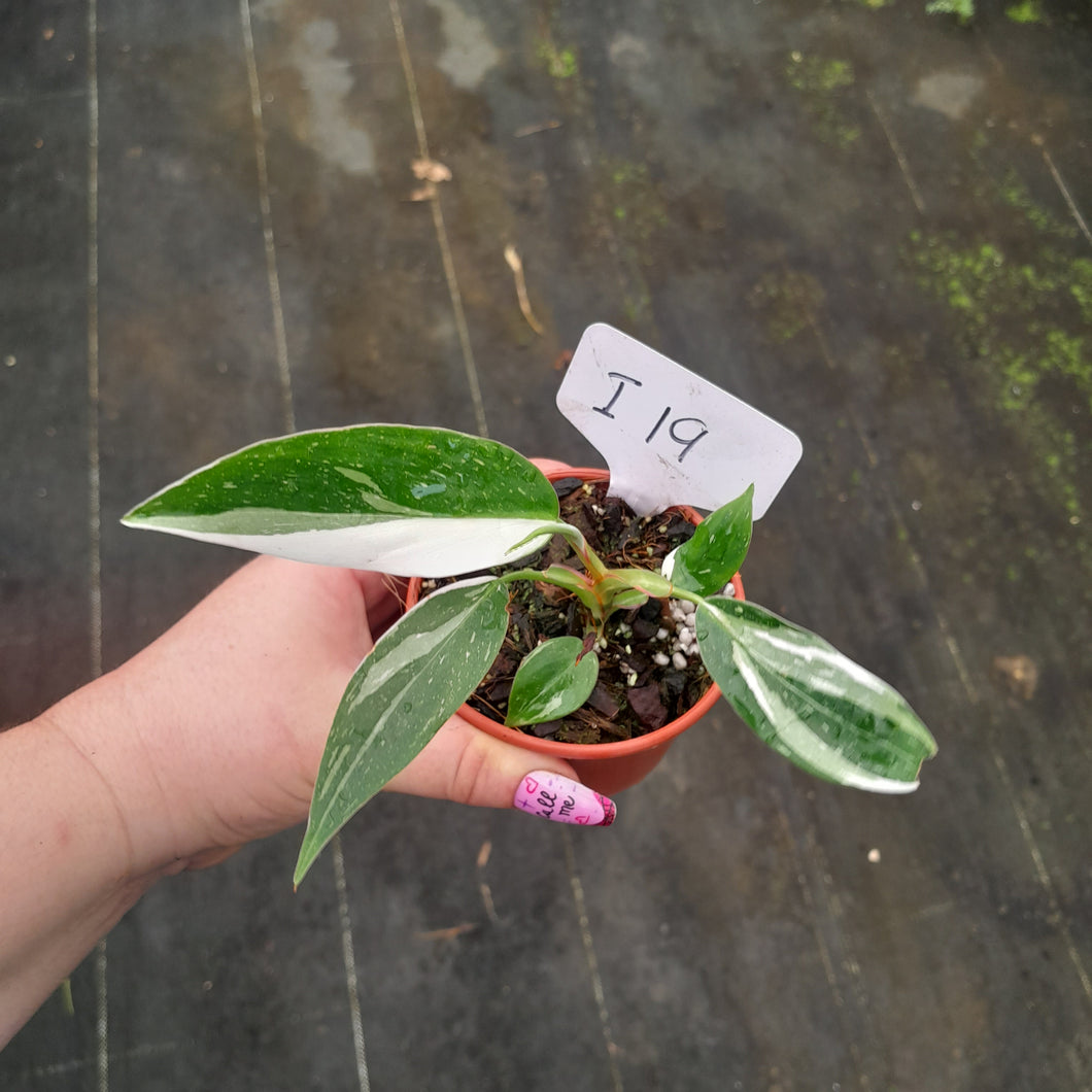 #i19 Philodendron White Princess