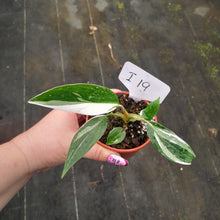Load image into Gallery viewer, #i19 Philodendron White Princess