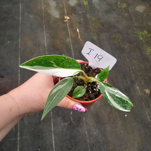#i19 Philodendron White Princess