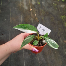 Load image into Gallery viewer, #i19 Philodendron White Princess
