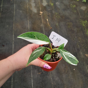 #i19 Philodendron White Princess