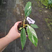 Load image into Gallery viewer, #H31 Philodendron White Princess
