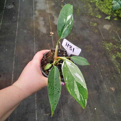 #H31 Philodendron White Princess