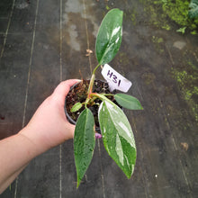 Load image into Gallery viewer, #H31 Philodendron White Princess
