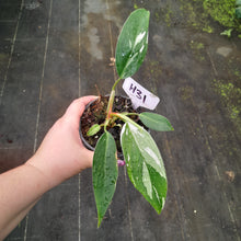 Load image into Gallery viewer, #H31 Philodendron White Princess
