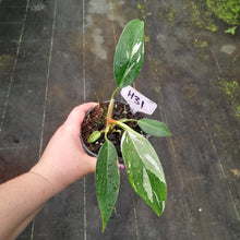 Load image into Gallery viewer, #H31 Philodendron White Princess