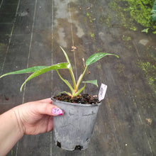 Load image into Gallery viewer, #H31 Philodendron White Princess