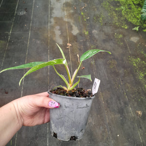 #H31 Philodendron White Princess