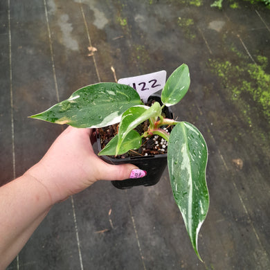 #H22 Philodendron White Princess