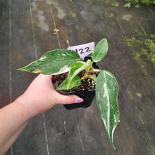 Load image into Gallery viewer, #H22 Philodendron White Princess