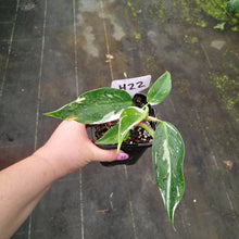 Load image into Gallery viewer, #H22 Philodendron White Princess