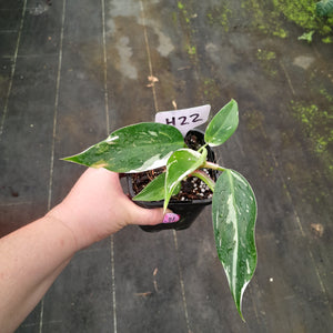 #H22 Philodendron White Princess