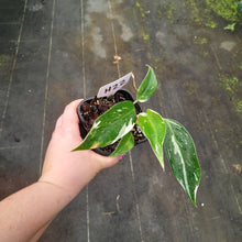Load image into Gallery viewer, #H22 Philodendron White Princess