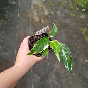 #H22 Philodendron White Princess