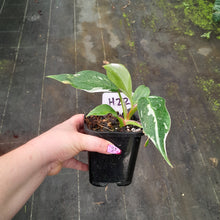 Load image into Gallery viewer, #H22 Philodendron White Princess